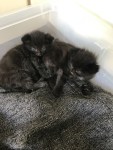 You are currently viewing Trio of Kittens Dumped in Shoebox