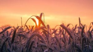 Read more about the article Russia on track to reap another bumper grain harvest