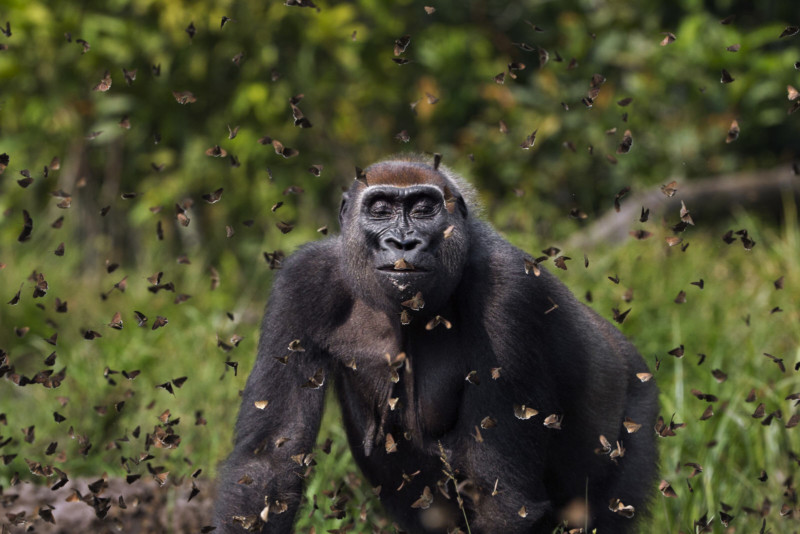 You are currently viewing Gorilla Surrounded by Butterflies Wins 2021 Global Photo Contest