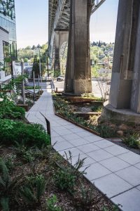 Read more about the article Aurora Bridge Bioswale: 2 Million Gallons of Opportunity