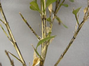 Read more about the article Boxwood blight: Your landscape’s health may depend on how you toss the holiday greenery