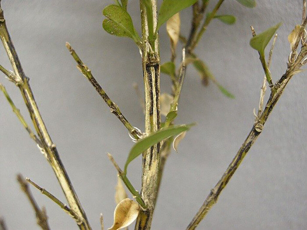 You are currently viewing Boxwood blight: Your landscape’s health may depend on how you toss the holiday greenery